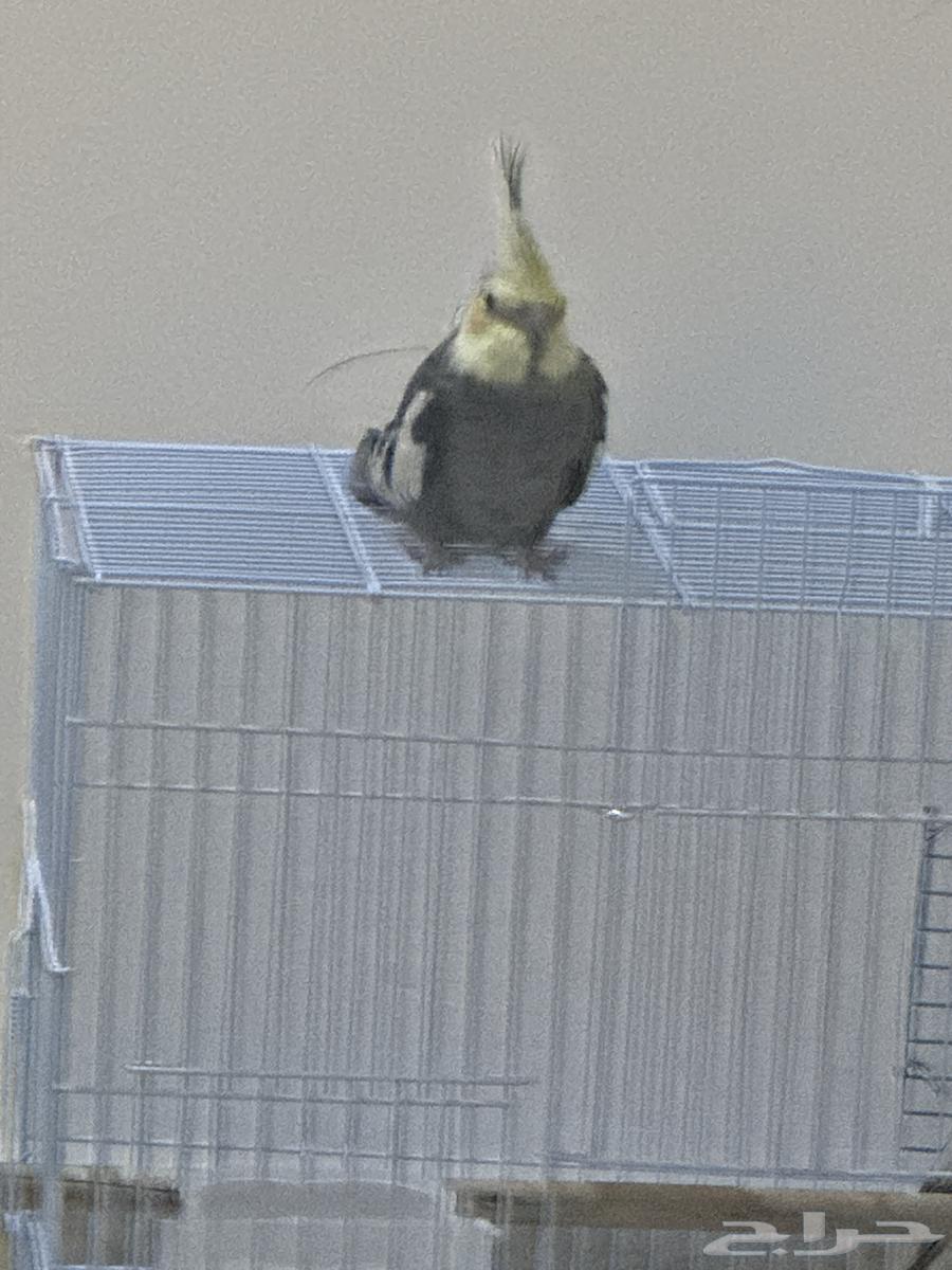 كناري له عندي 4 اشهر الصحه ممتازه ارغب في البيع بسبب النقل64514182904449111