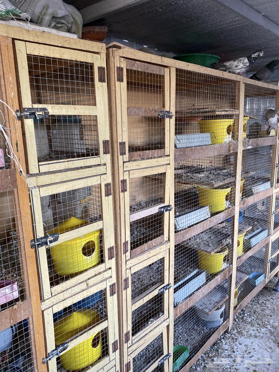 خانه طيور حمام مستعمل تقريبا سنتين64515500837379112