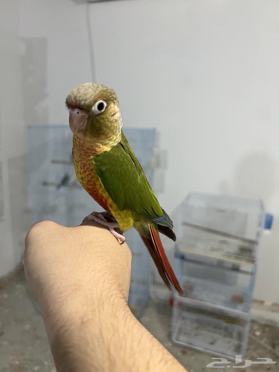 كنيور اليف وهدد-تم البيع64511015267073111