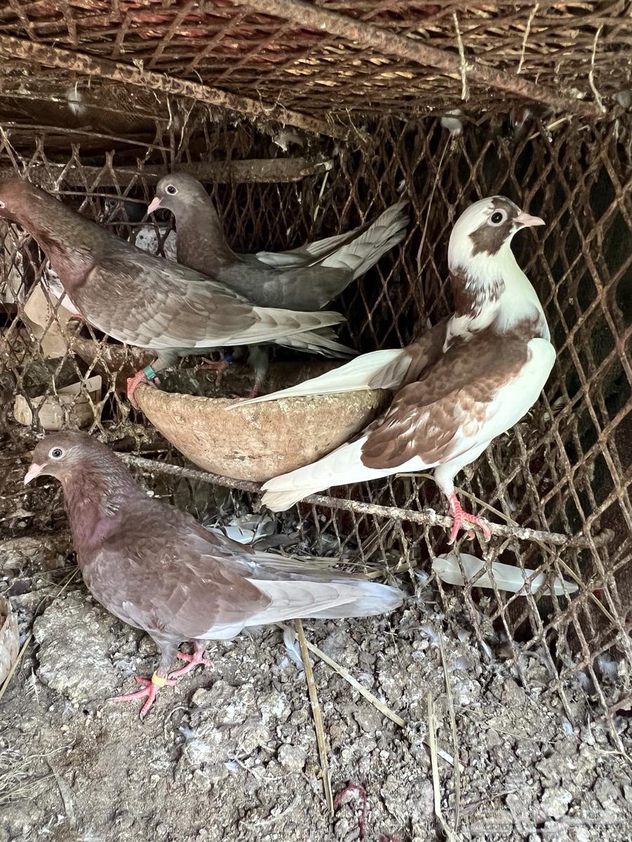 Qatayef Bath64512996803201111