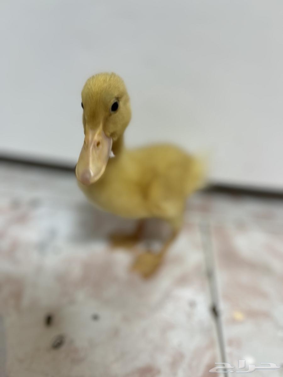 للبيع بط بكيني64512860196227111