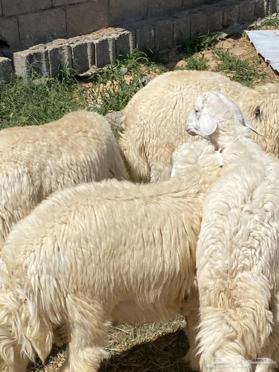 صيادة بني مالك64515361279873110