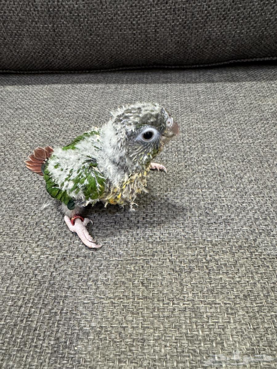 Farkh Kenjoor (((Sold, site commission transferred)))64514389826945112