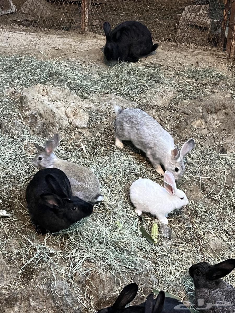 Rabbits64514914152833110