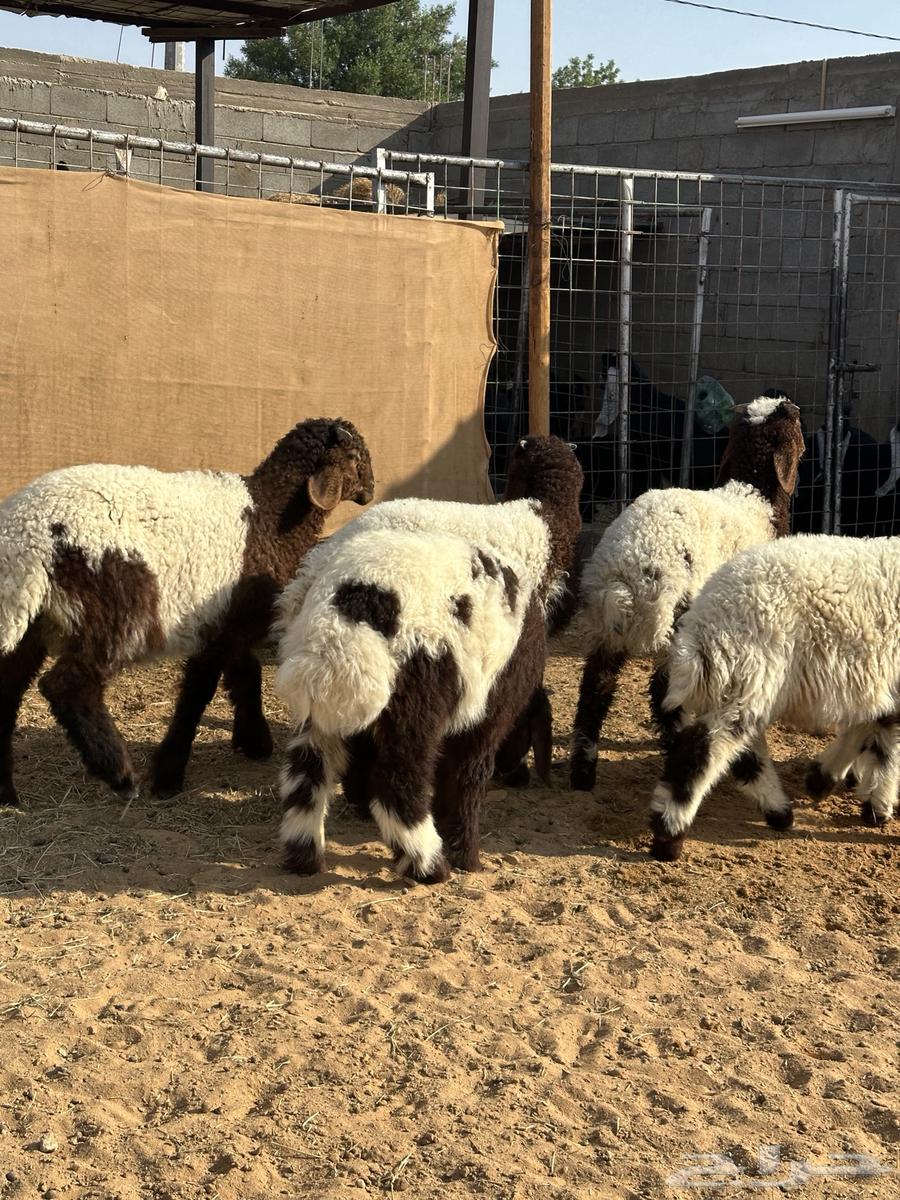 هرافي نعيم طيبات((تم البيع))64517318685442113