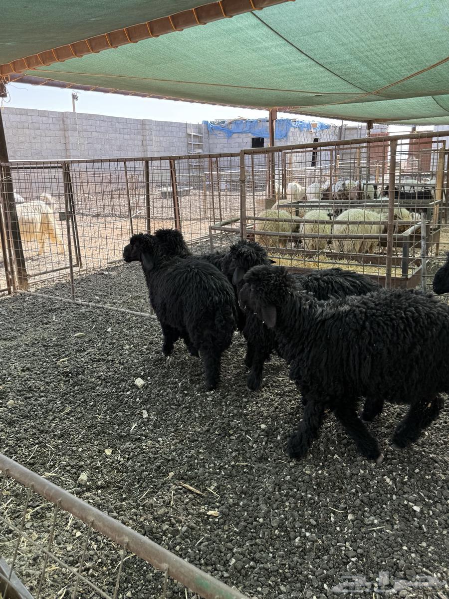 طليان نعيم عرب الإعمار 4 5 شهور تم البيع64512469190913113