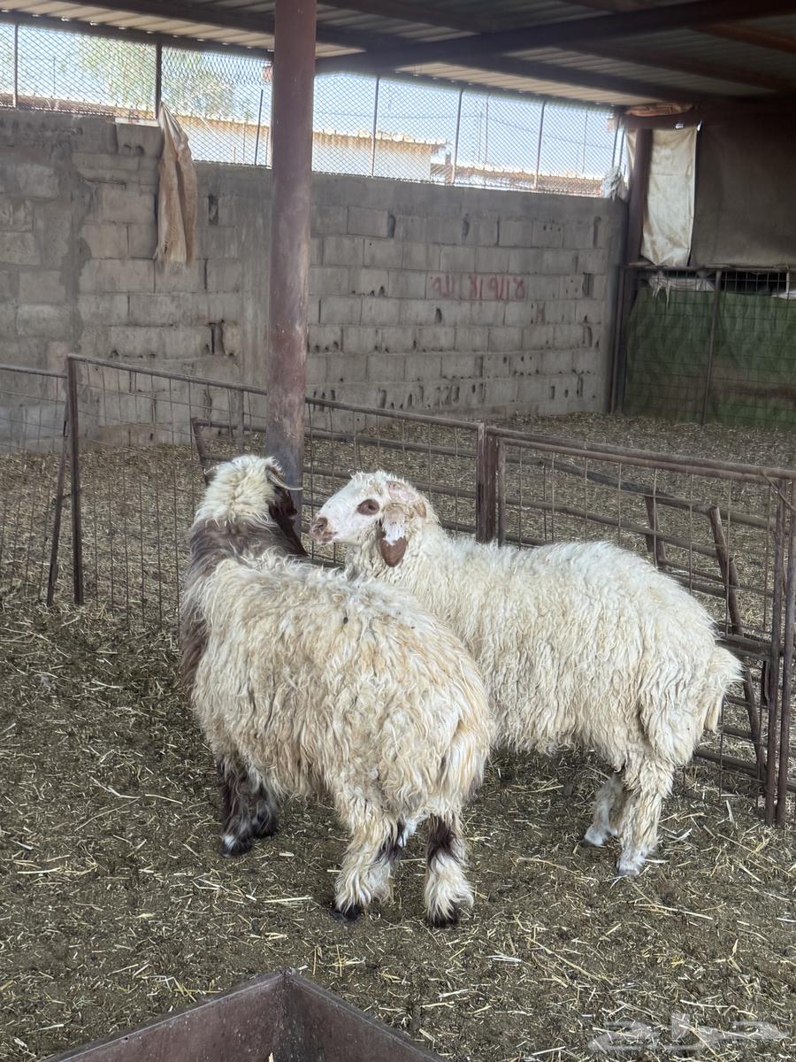 للبيع خرفان نعيم ظهورها فل64514706350083113