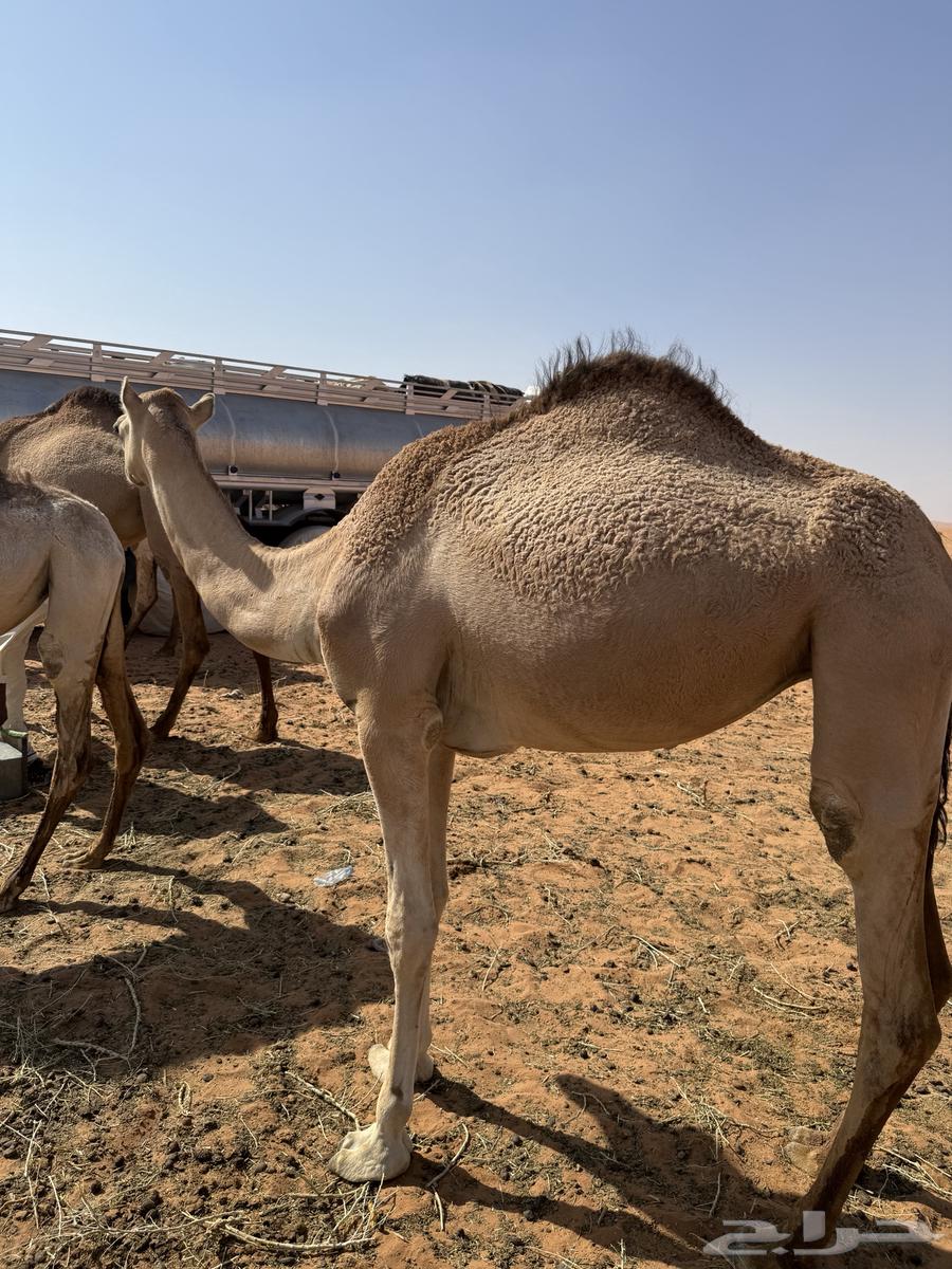 بكره عمرها تقريبا سنتين طيبه وسليمه من جميع الأمراض64513527400834111