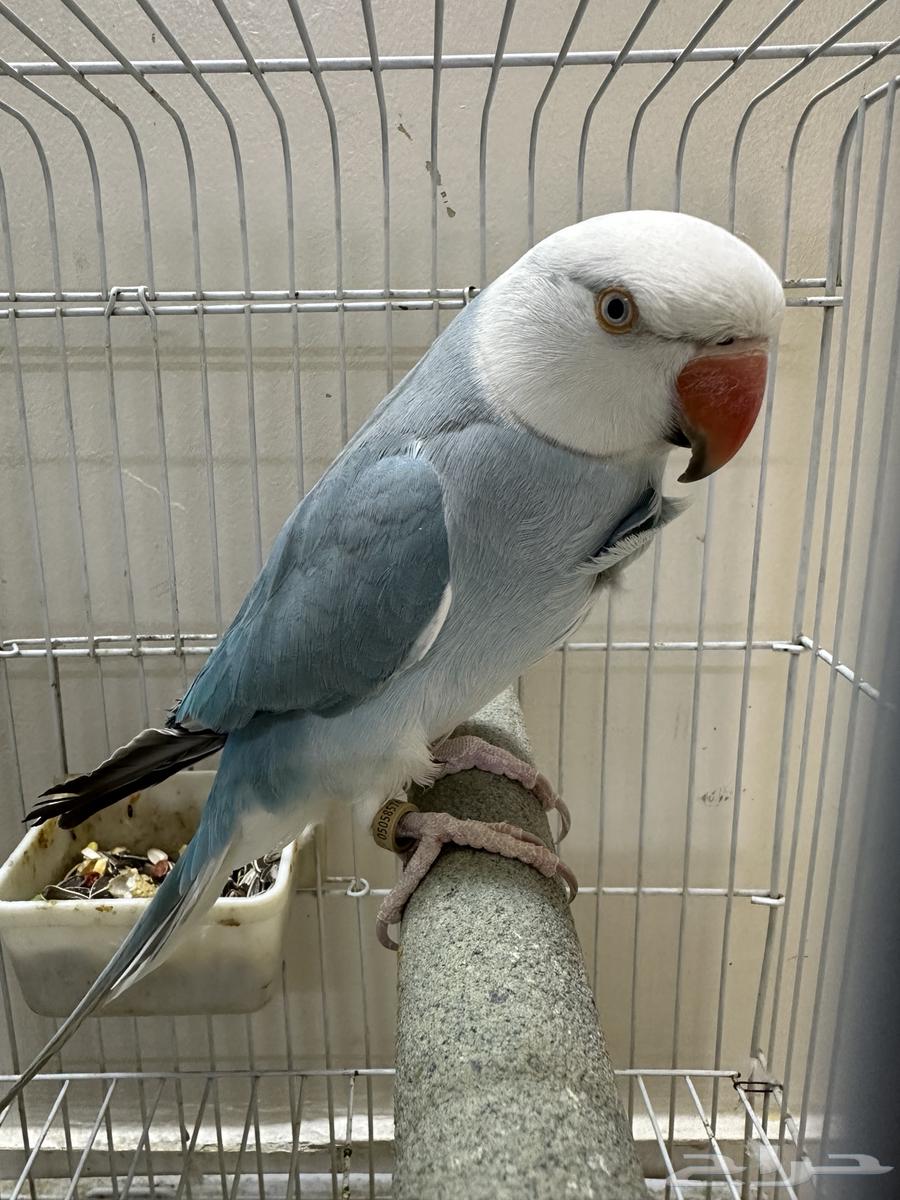 دره كلير هيد كلير تيل متكلم64516611127682110