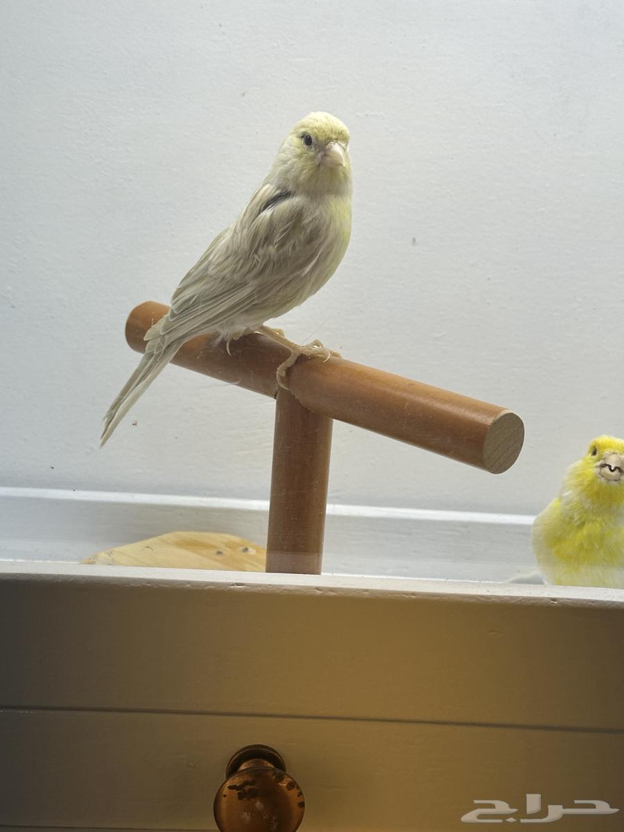 جوز كناري منتج64517006503681114