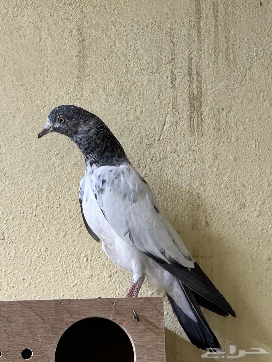 للبيع حمام بكستاني تيدي فواخر مستويات قويه64514169129730113