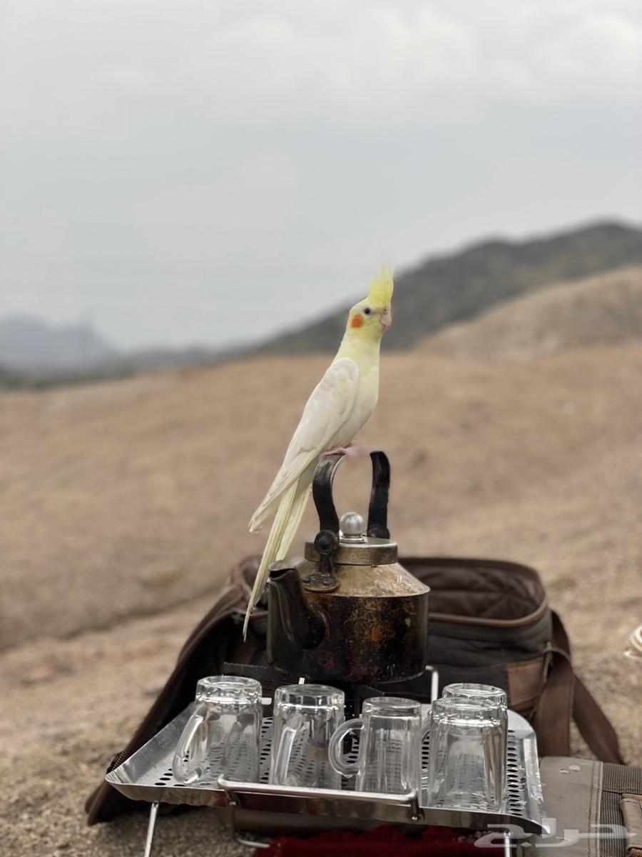 كروان اليف جدا64512608875779111