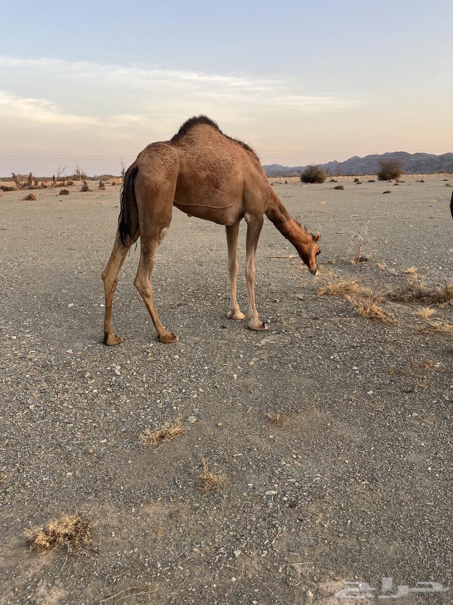 للبيع بكره64517348035202114