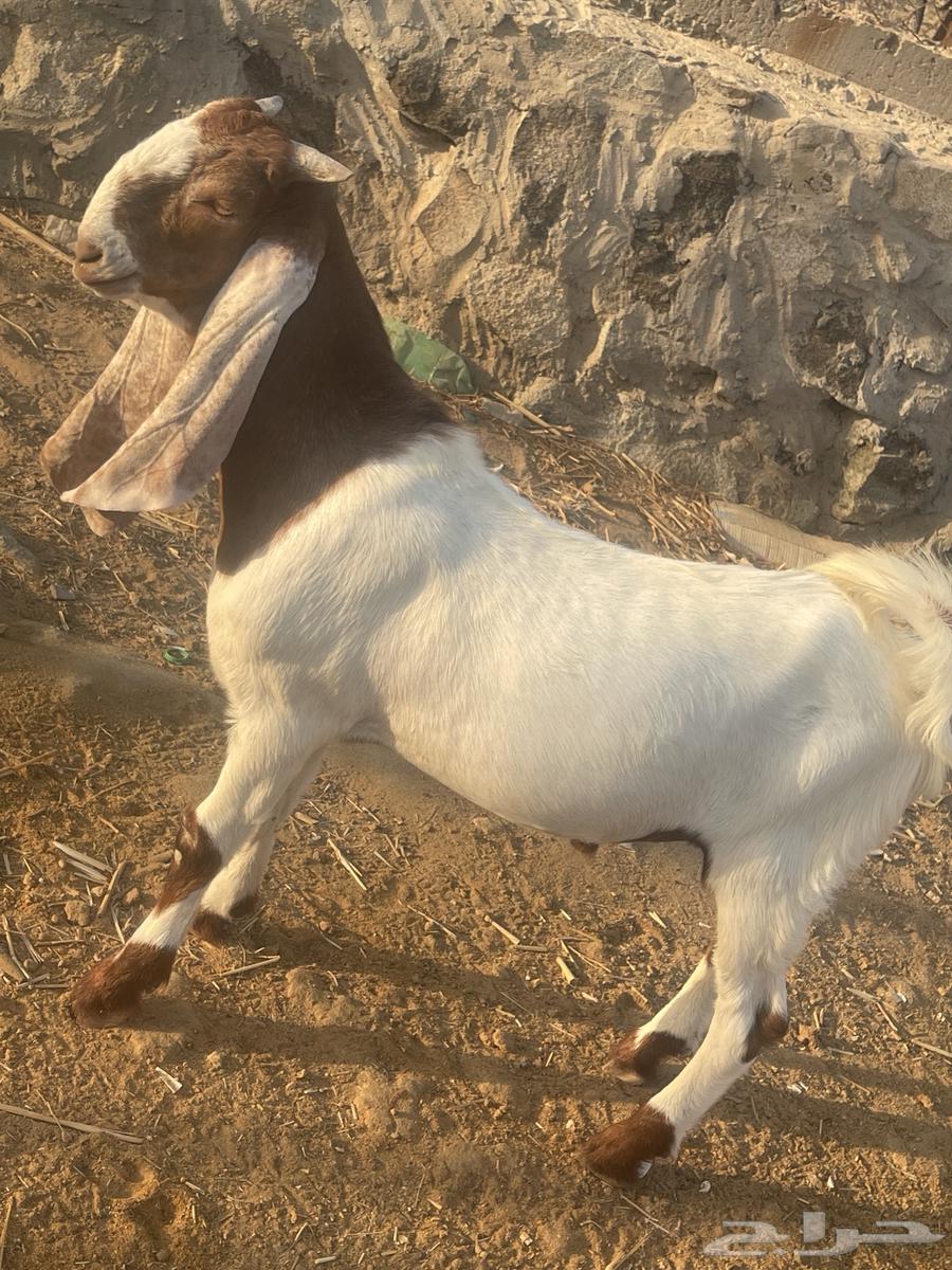 مشروع فحل تيس هولندي64517248343683114