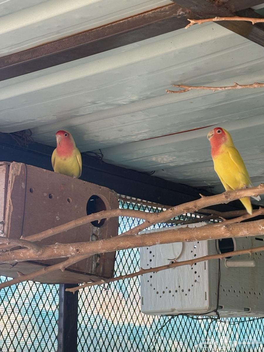 جوز روز منتج علا الشرط64516739651457110