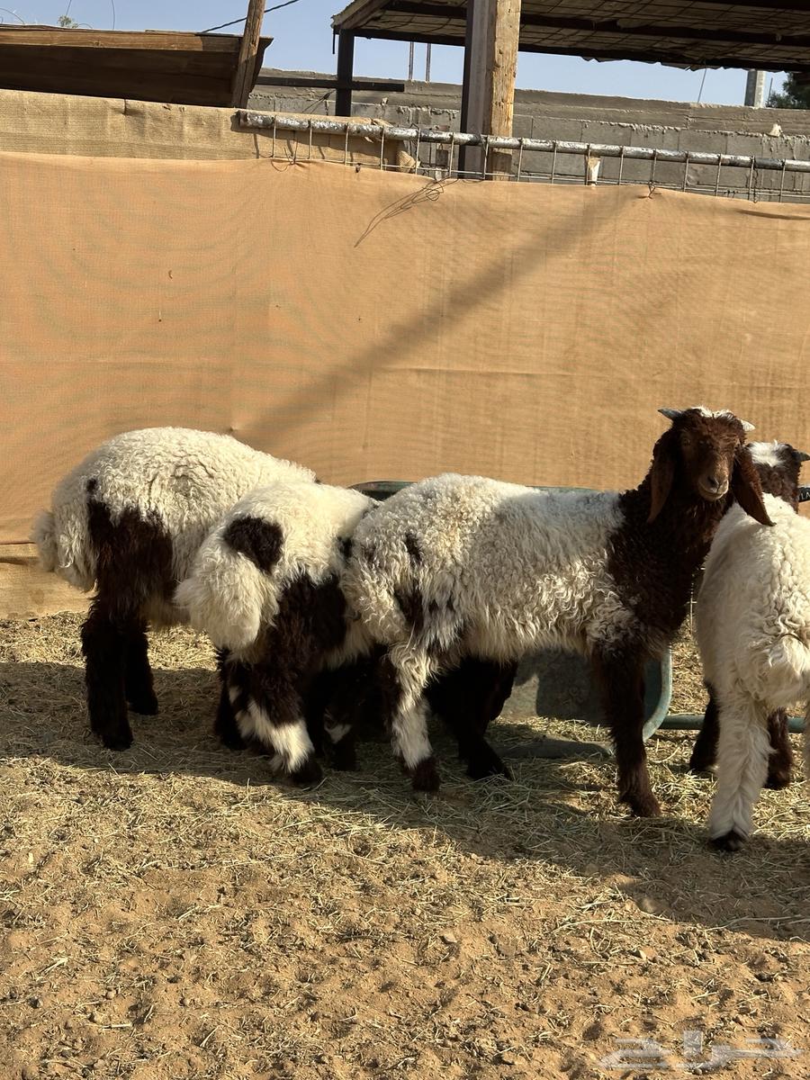 هرافي نعيم طيبات((تم البيع))64517318685442112