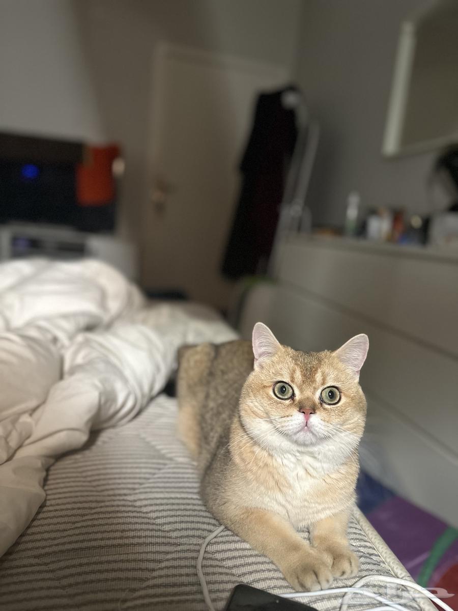 Scotch Street for Mating64516453070082111