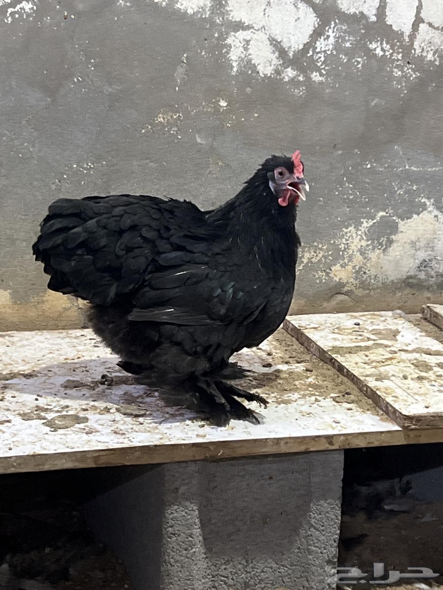 Royal Koshin Chicken Eggs (Outside Top Level)64516625386625112
