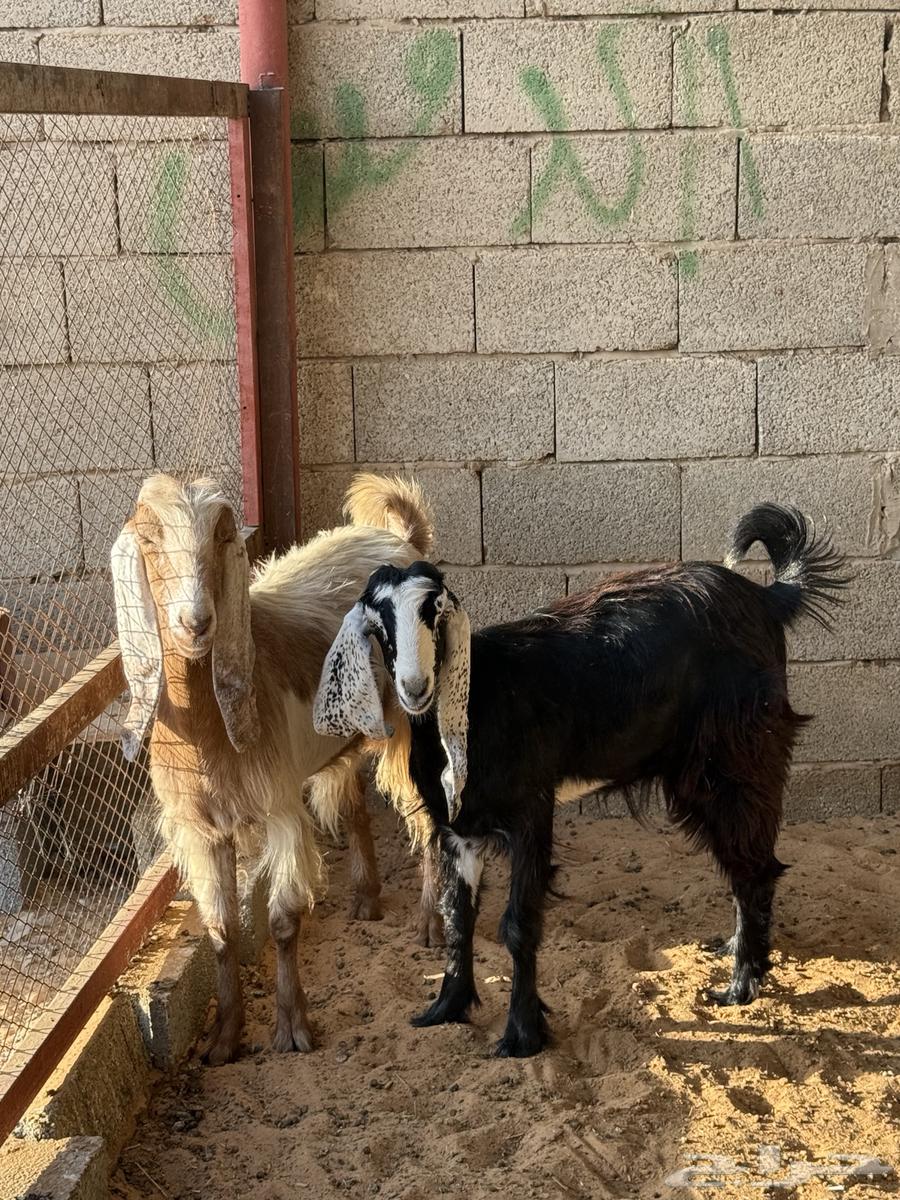 عنز سدس وبنتها جذعة مضااريع64515318837506112