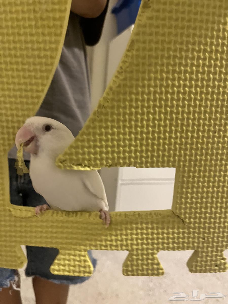 Elif's Bird of the Day64516787656963112