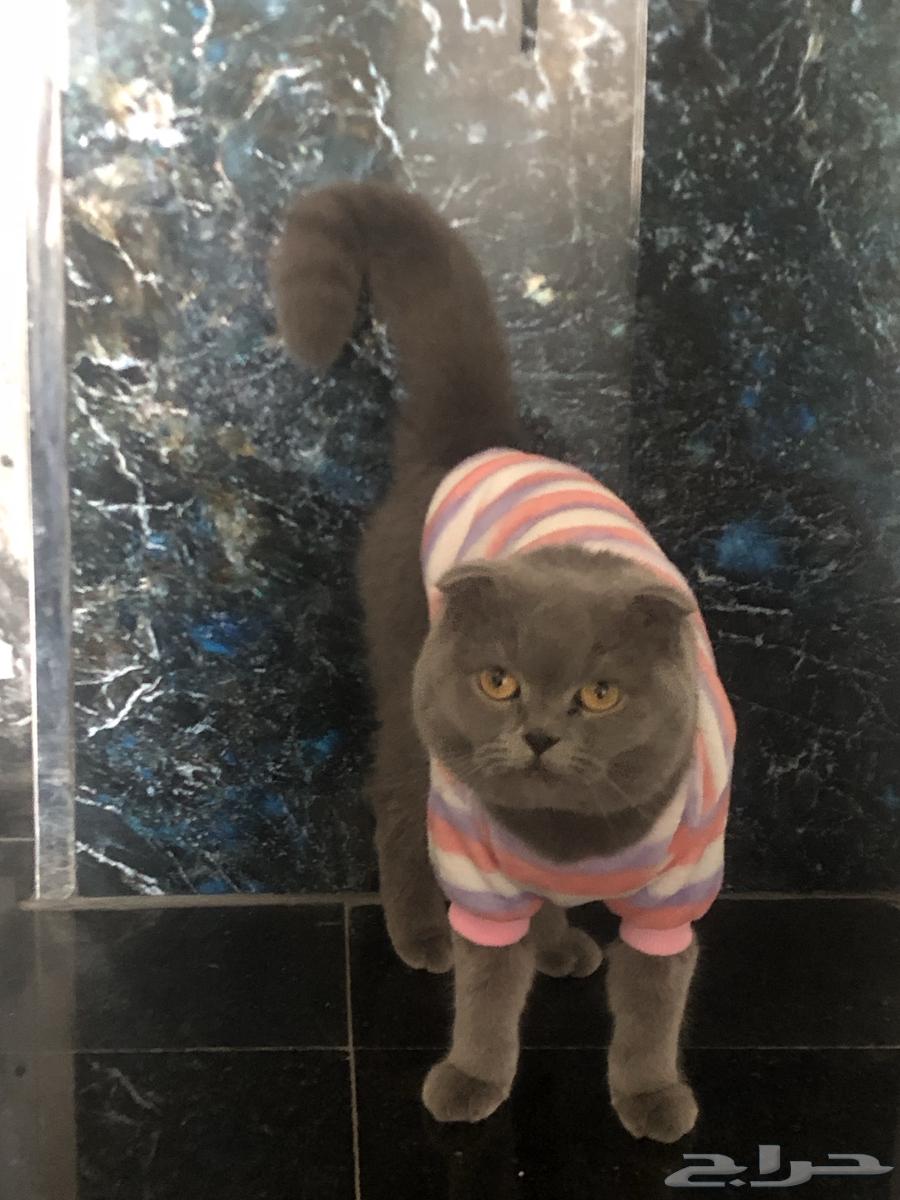 انثى سكوتش فولد للبيع64516155721857110