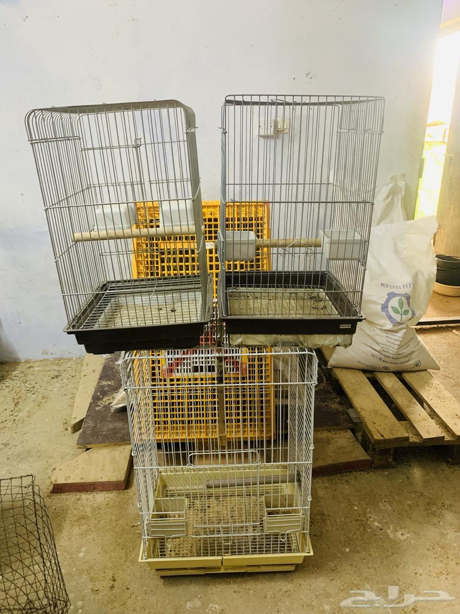Clean large parrot cages64514444628099111