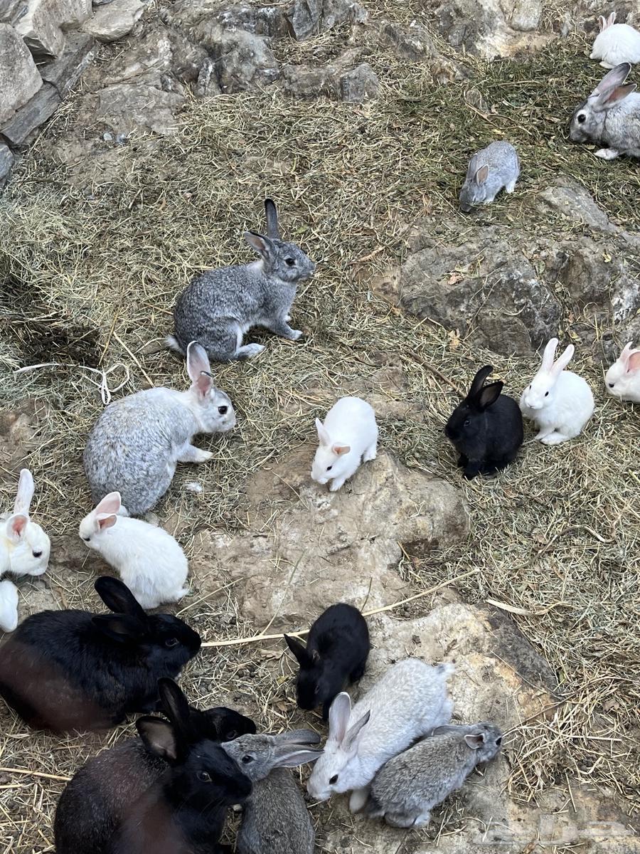 Rabbits64514914152833112