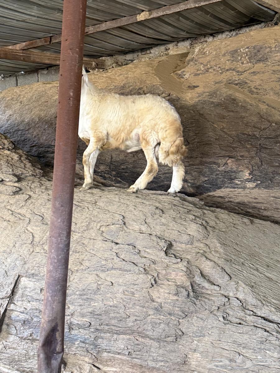 ذبائح طليان حري ة نظيفة (عدد 7)64513645389570114