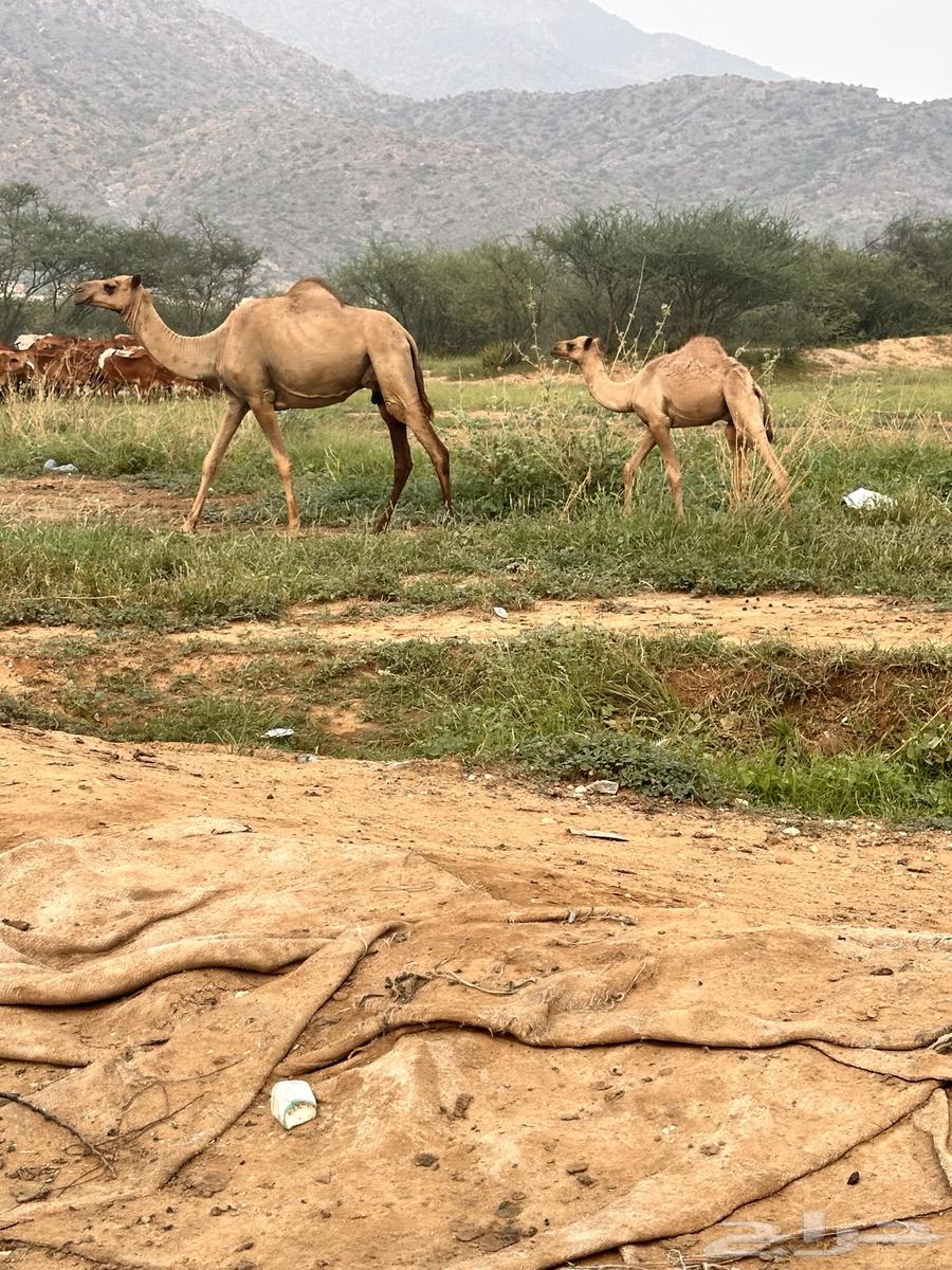 للبيع64518662220674110