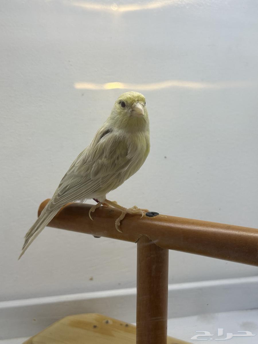 جوز كناري منتج64517006503681110