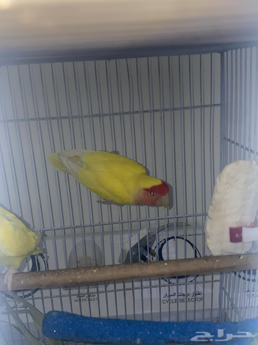 زوج روز لاتينو جاهز للأنتاج64515234902785113