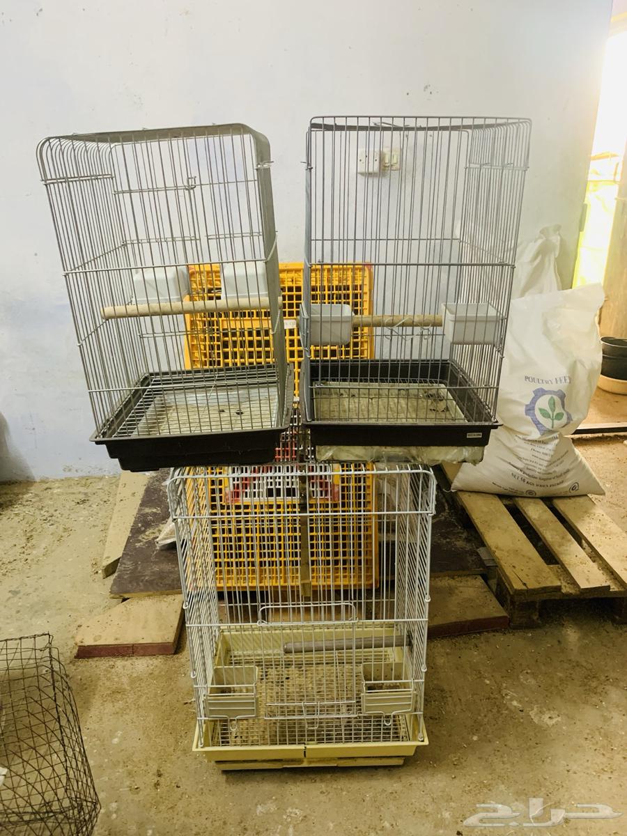Clean large parrot cages64514444628099112