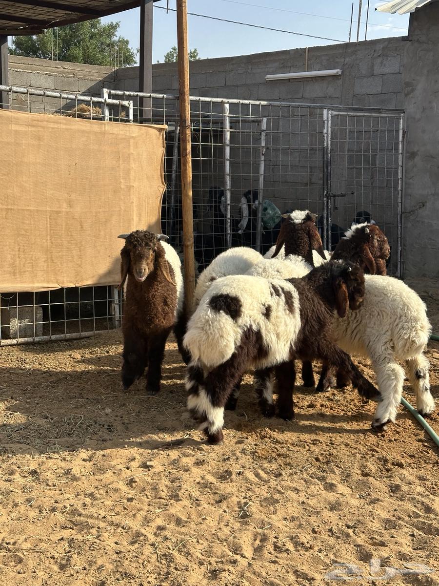 هرافي نعيم طيبات((تم البيع))64517318685442114