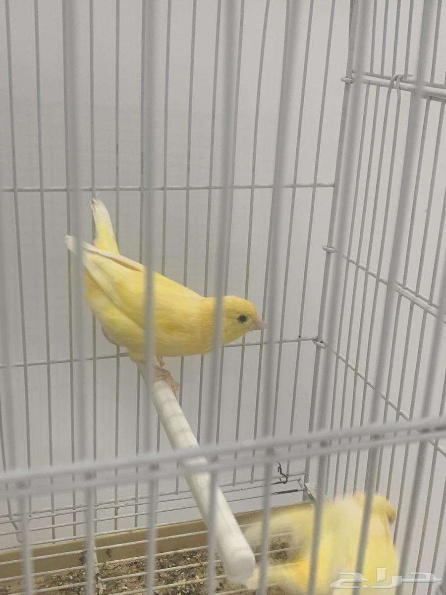 جوز كناري سوري64516211871875114