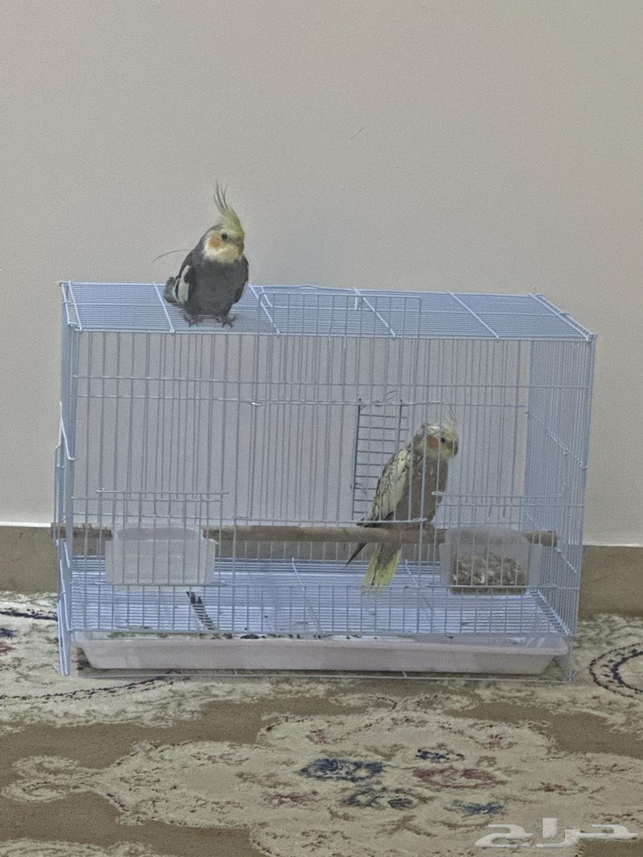 كناري له عندي 4 اشهر الصحه ممتازه ارغب في البيع بسبب النقل64514182904449110