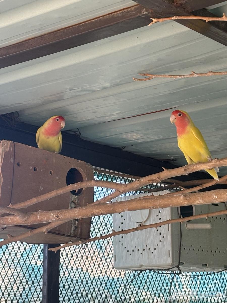 جوز روز منتج علا الشرط64516739651457111