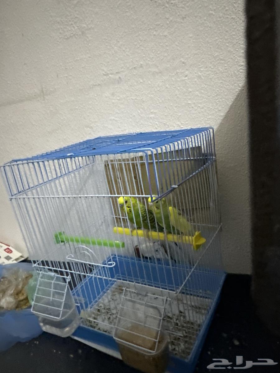 Tayor Yazji64513631898627112