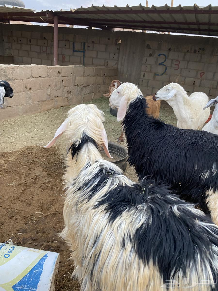 تيوس وخرفان للبيع64516310895491112