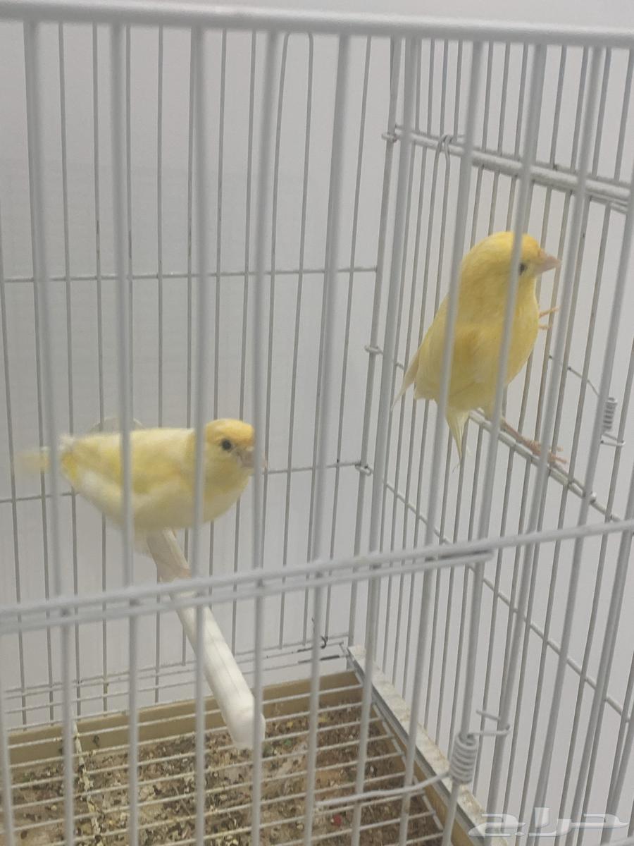 جوز كناري سوري64516211871875113