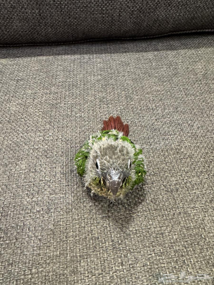 Farkh Kenjoor (((Sold, site commission transferred)))64514389826945111