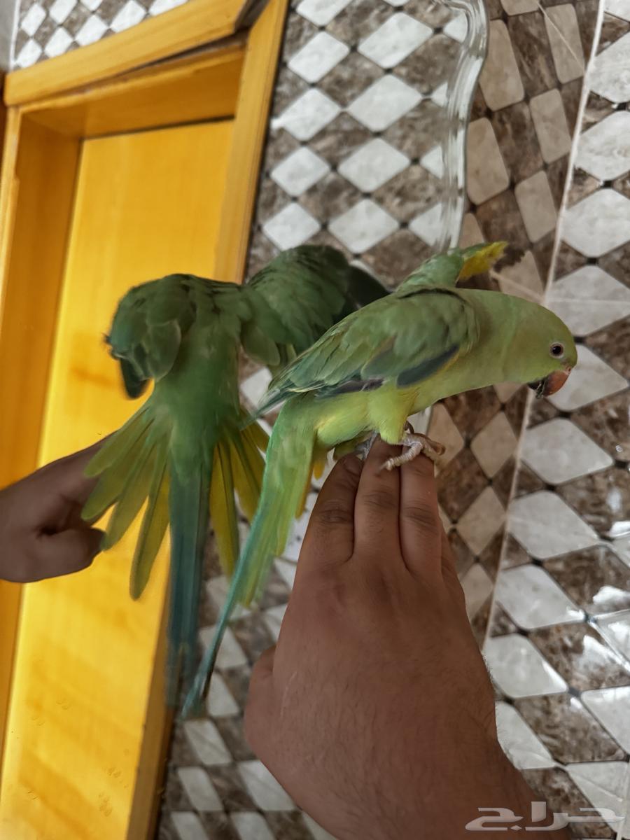 ببغاء دره اليف64515053134211111