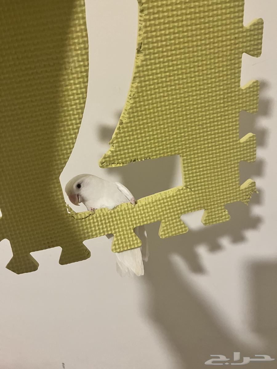 Elif's Bird of the Day64516787656963110