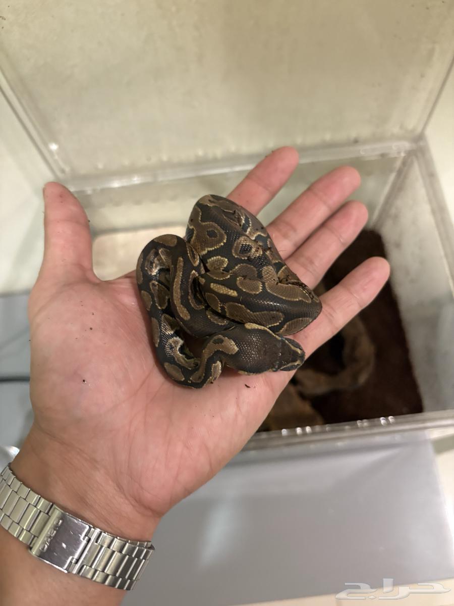 For sale python (ball python) with cage and heat mat64517747381633110