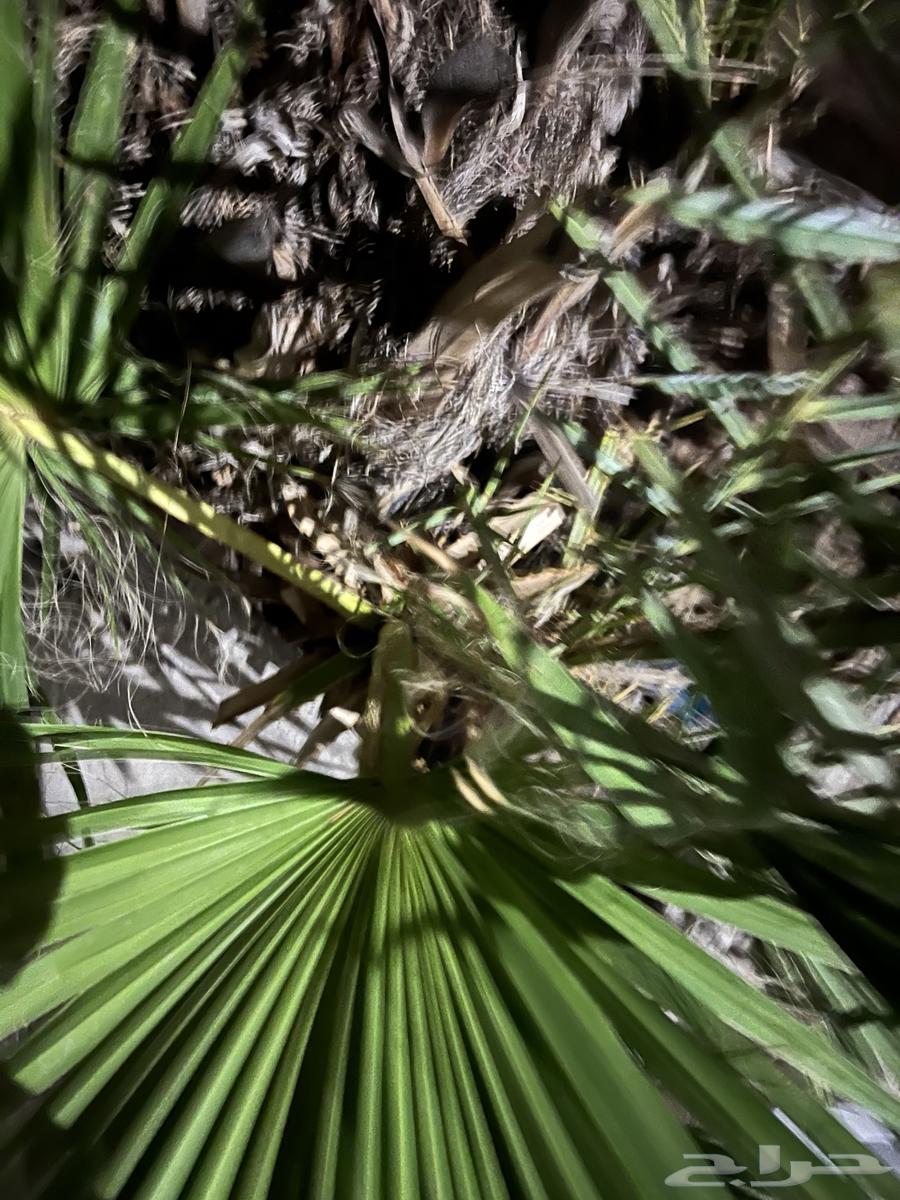 Palm Tree and Its 3 Offspring64516268379011111