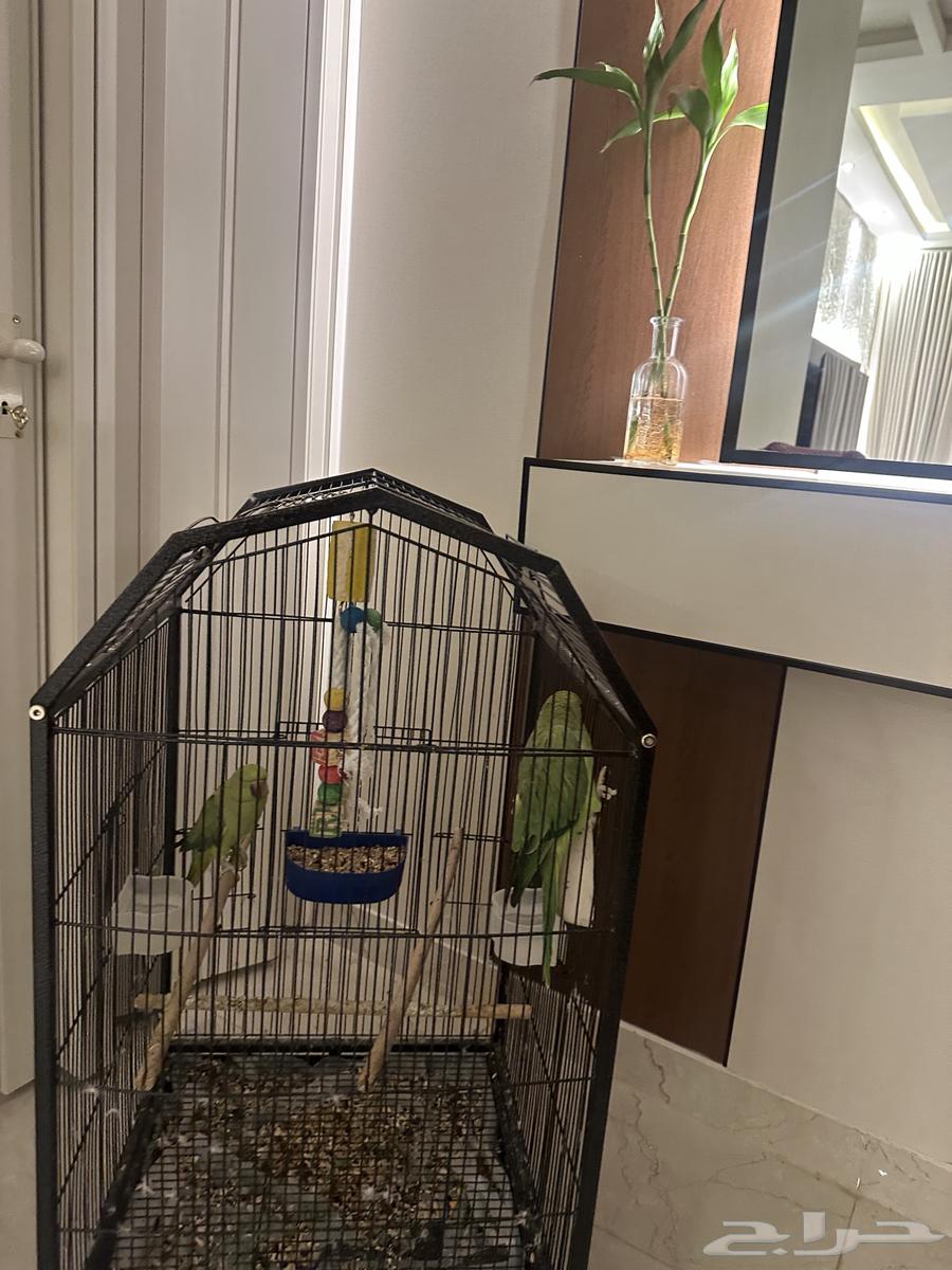 عصافير للبيع64515598137346112