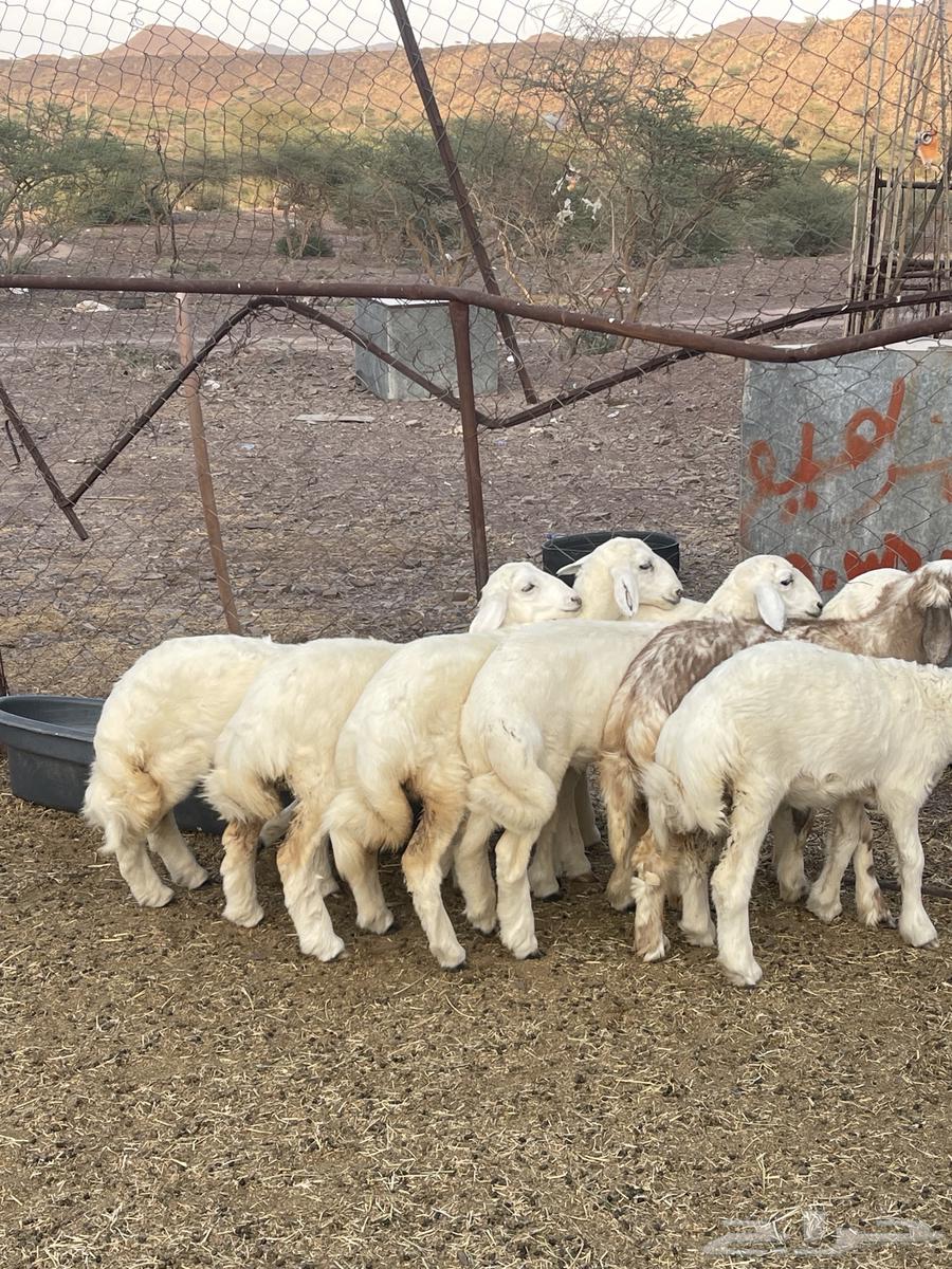 رخال فواخر تمم البيع64513770083330110