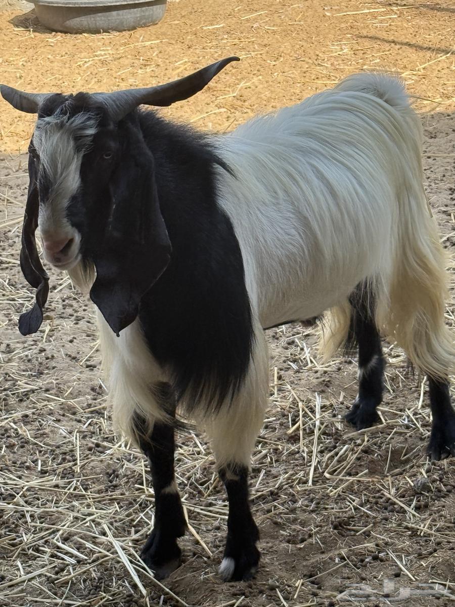Male goat, stud, occasional64512566748163110