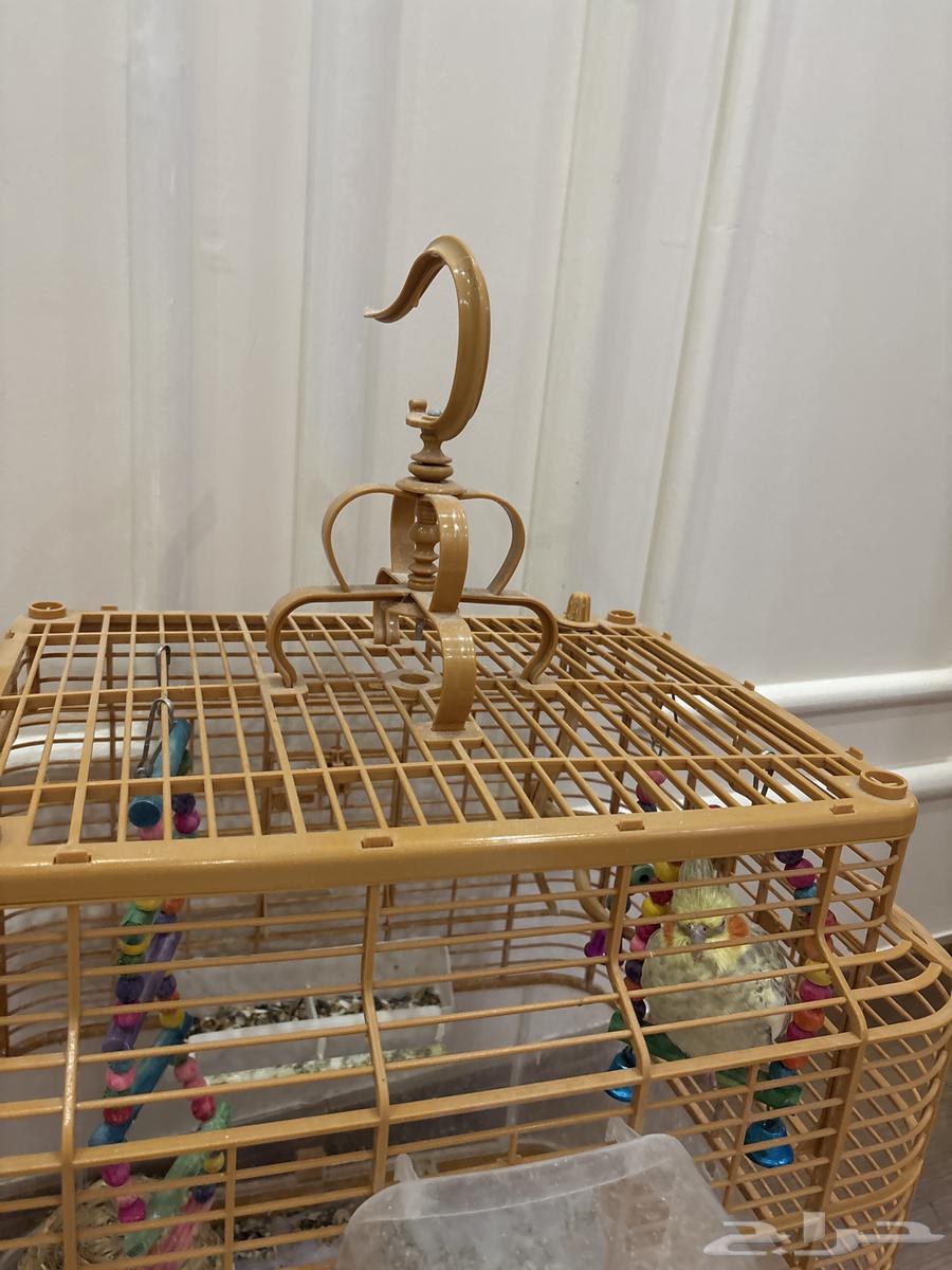 أنثى كروان للبيع مع قفص من أمازون64516296806403112