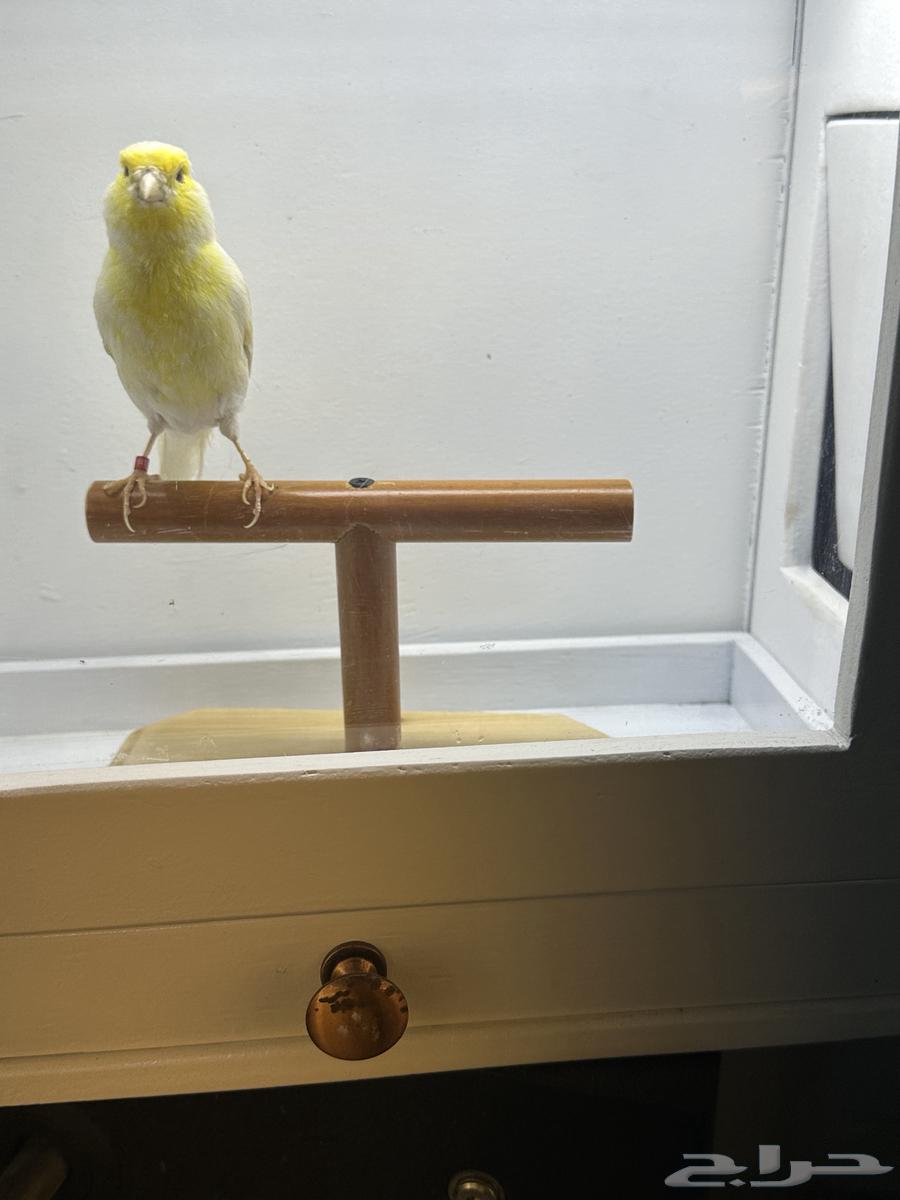 جوز كناري منتج64517006503681113