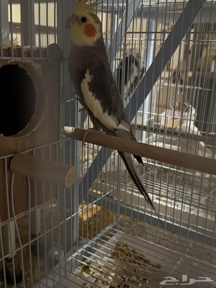 تم البيع64513770075523110